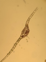 Cinclidium subrotundum