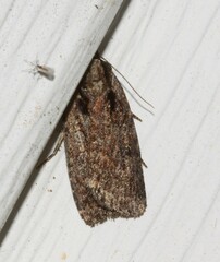 Eueretagrotis attentus