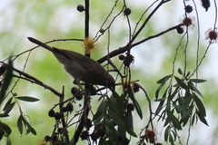 Stomiopera unicolor