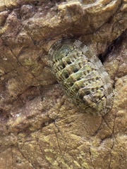 Chiton squamosus