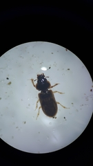 Heteroceridae