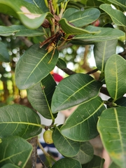 Polistes cavapytiformis