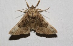 Hypena palparia