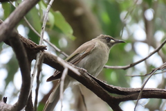 Stomiopera unicolor