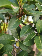 Polistes cavapytiformis
