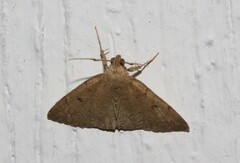 Zanclognatha protumnusalis