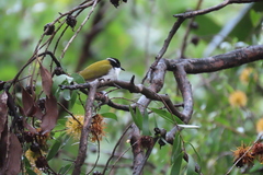 Melithreptus albogularis