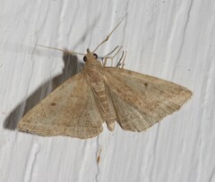 Zanclognatha protumnusalis