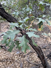 Quercus gravesii