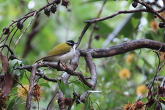 Melithreptus albogularis