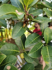 Polistes cavapytiformis