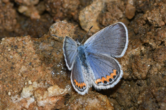 Icaricia lupini texanus