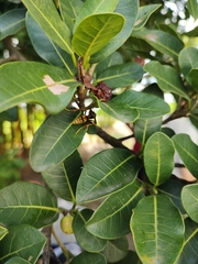 Polistes cavapytiformis