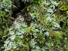 Physcia atrostriata