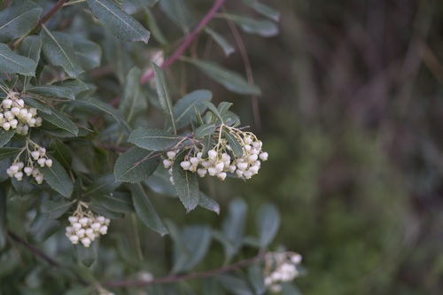 Hybrid strawberry tree (Arbutus × andrachnoides)
