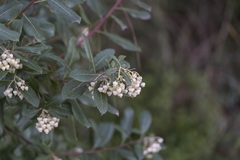 Arbutus × andrachnoides