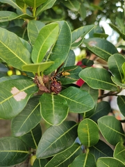 Polistes cavapytiformis