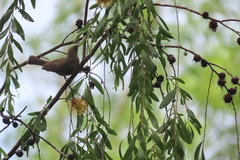 Myzomela obscura