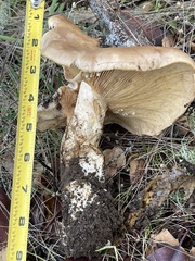 Lactarius argillaceifolius megacarpus