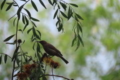 Myzomela obscura