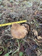 Lactarius argillaceifolius megacarpus