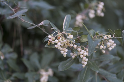 Arbutus × andrachnoides, photograph 5