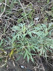 Artemisia palmeri