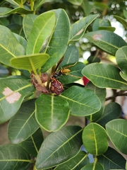 Polistes cavapytiformis