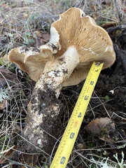 Lactarius argillaceifolius megacarpus