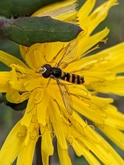 Sphaerophoria rueppellii