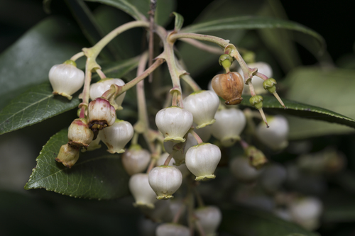 Arbutus × andrachnoides, photograph 3