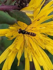 Sphaerophoria rueppellii