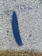 Continenticola