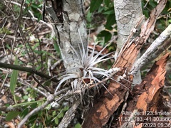 Tillandsia gardneri