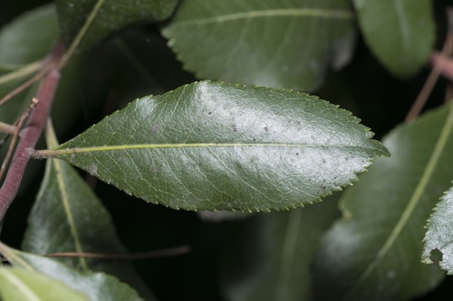 Arbutus × andrachnoides, photograph 6