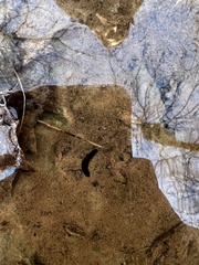 Continenticola