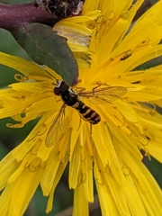 Sphaerophoria rueppellii