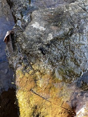 Continenticola