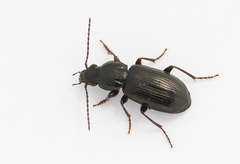 Pterostichus diligens