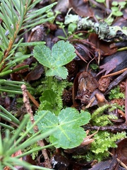 Sanicula crassicaulis