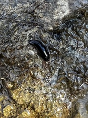 Continenticola