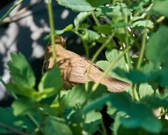 Acrocephalus dumetorum