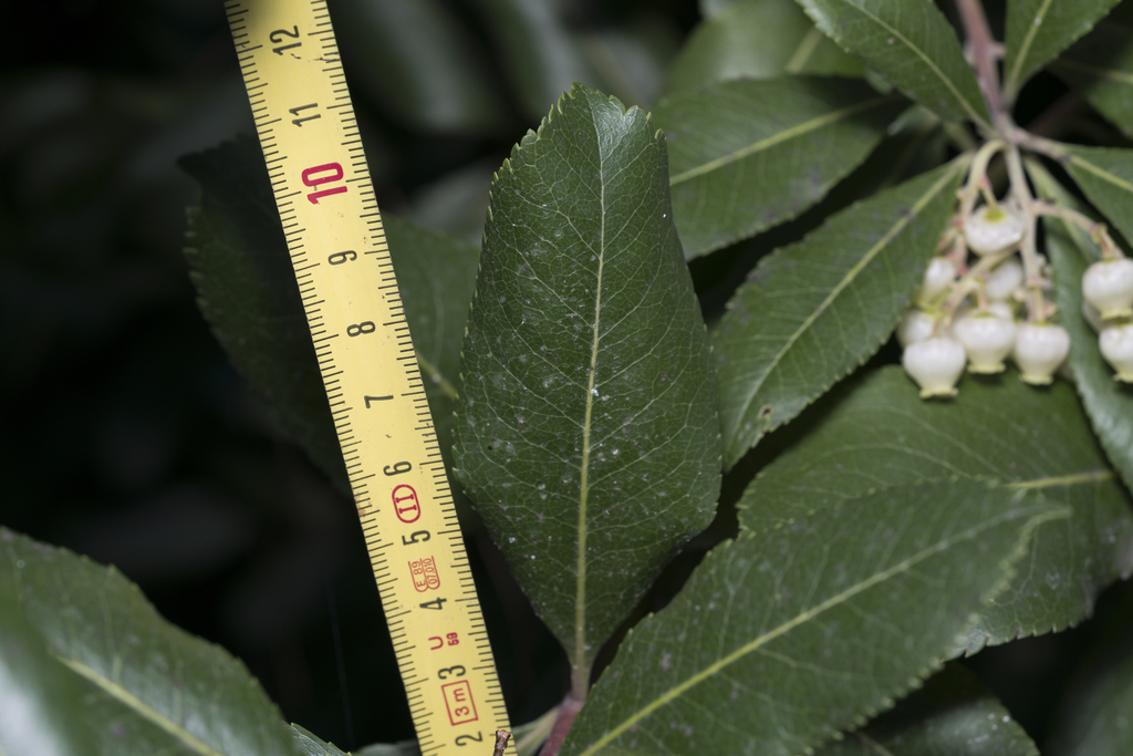 Arbutus × andrachnoides; photograph (c) Eleftherios Katsillis, some rights reserved (CC BY)