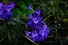Hyacinthus orientalis