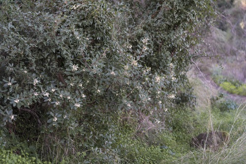 Arbutus × andrachnoides, photograph 2