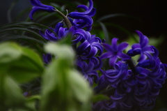 Hyacinthus orientalis