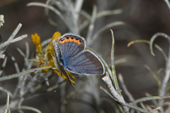 Icaricia lupini texanus