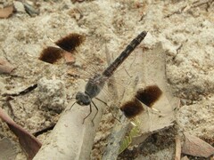 Brachythemis