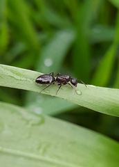 Camponotus sexguttatus