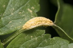Puccinia smyrnii